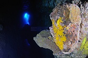 Hexadella pruvoti Eponge hexadelle jaune or Ambiance grotte Acores Maria Grotte bleue-13m-20170819-Denis-ADER-DSC_9431_tn_tn
